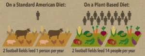 standard vs plant based